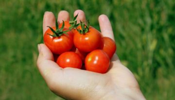 Speciaal verpakkingsmateriaal houdt tomaten 30 dagen vers