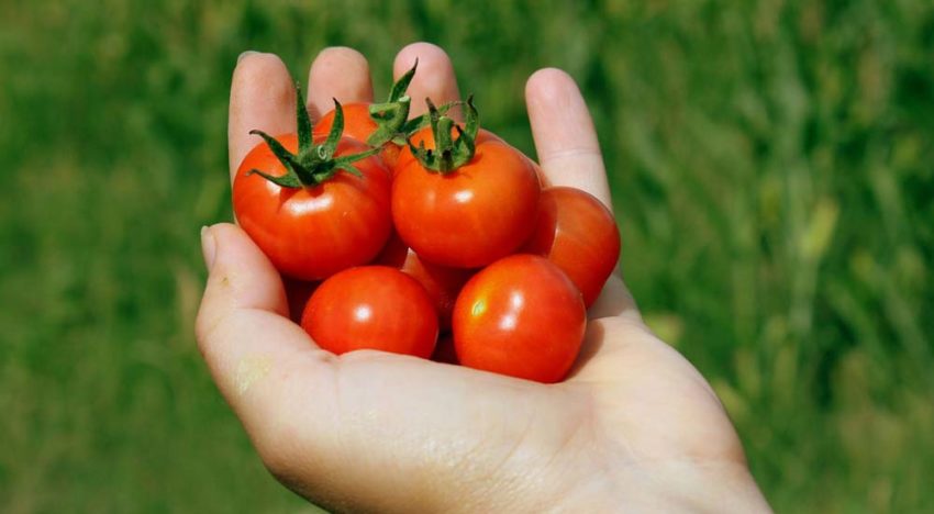 Speciaal verpakkingsmateriaal houdt tomaten 30 dagen vers Speciaal verpakkingsmateriaal houdt tomaten 30 dagen vers