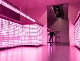 Plantenlab Vitro Plus industrialiseert teeltproces