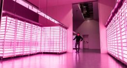 Plantenlab Vitro Plus industrialiseert teeltproces