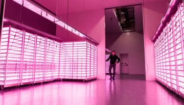 Plantenlab Vitro Plus industrialiseert teeltproces