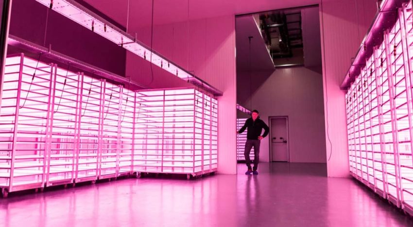 Plantenlab Vitro Plus industrialiseert teeltproces