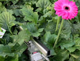 Nachtademhaling gerbera in kaart gebracht