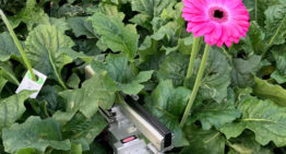Nachtademhaling gerbera in kaart gebracht