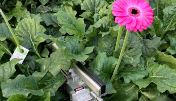 Nachtademhaling gerbera in kaart gebracht