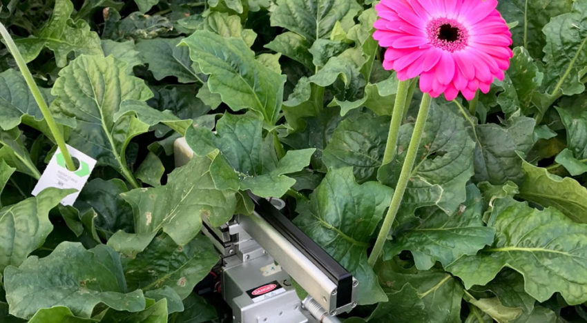 Nachtademhaling gerbera in kaart gebracht