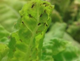 Verspreiding plantenvirussen vereist alertheid