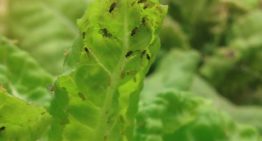 Verspreiding plantenvirussen vereist alertheid