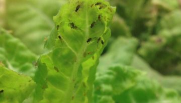 Verspreiding plantenvirussen vereist alertheid
