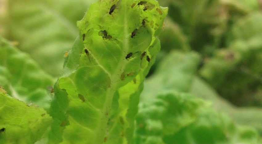 Verspreiding plantenvirussen vereist alertheid