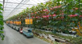 Bij huidige temperaturen voldoende luchten of ventilatoren inzetten