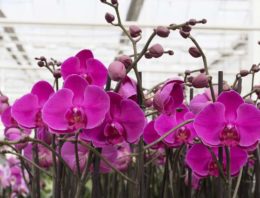 Gebruik plantenhormoon cytokinine als groeiregulator neemt toe