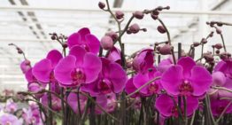Gebruik plantenhormoon cytokinine als groeiregulator neemt toe