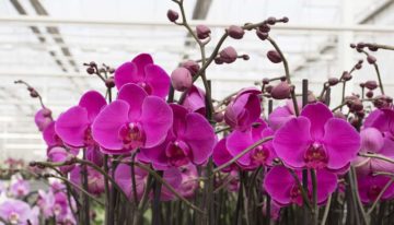 Gebruik plantenhormoon cytokinine als groeiregulator neemt toe