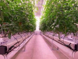 Eerste ‘daglichtloze’ gewassen groeien in het Certhon Innovation Centre