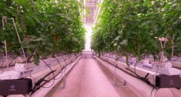 Eerste ‘daglichtloze’ gewassen groeien in het Certhon Innovation Centre