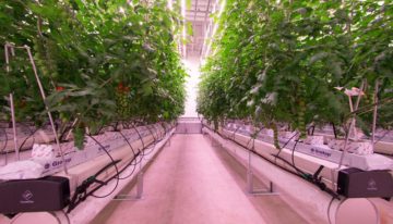 Eerste ‘daglichtloze’ gewassen groeien in het Certhon Innovation Centre