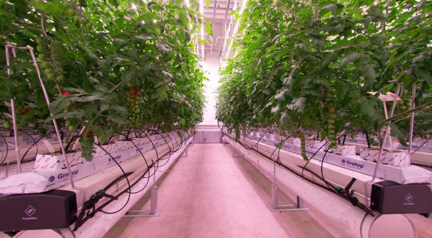 Eerste ‘daglichtloze’ gewassen groeien in het Certhon Innovation Centre Eerste ‘daglichtloze’ gewassen groeien in het Certhon Innovation Centre