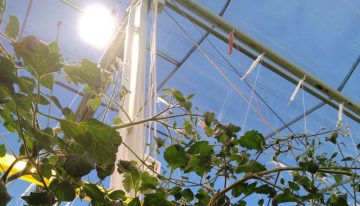 Eerste resultaten temperatuur- en lichtverdeling full-LED tomaat bekend
