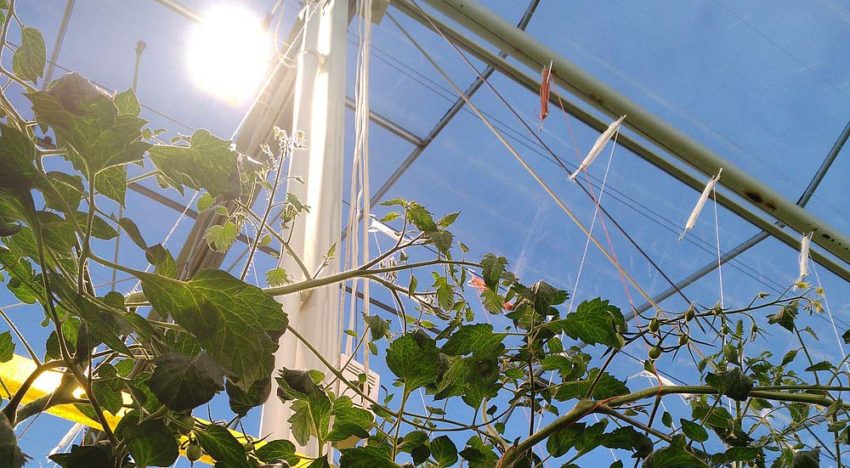 Eerste resultaten temperatuur- en lichtverdeling full-LED tomaat bekend