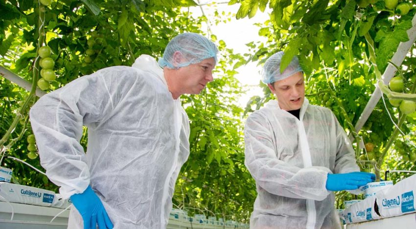 Elke plant eigen draingat verdeelt elementen in de mat gelijkmatiger