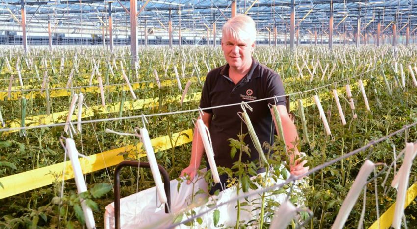 ‘Met meer en grovere vruchten streven naar 5% productiestijging’