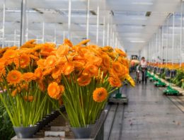 Optimale verhouding tussen lichtsom en etmaaltemperatuur komt dichterbij