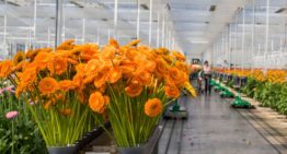 Optimale verhouding tussen lichtsom en etmaaltemperatuur komt dichterbij