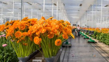 Optimale verhouding tussen lichtsom en etmaaltemperatuur komt dichterbij