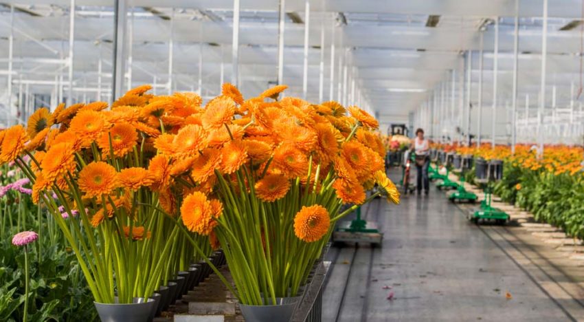 Optimale verhouding tussen lichtsom en etmaaltemperatuur komt dichterbij