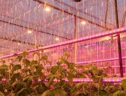 Hoeveelheid gewas van grote invloed op lichtverlies bij LED-tussenbelichting komkommer