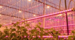 Hoeveelheid gewas van grote invloed op lichtverlies bij LED-tussenbelichting komkommer