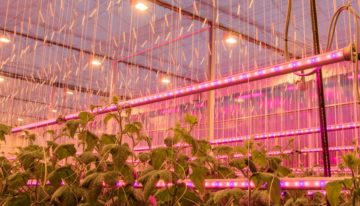 Hoeveelheid gewas van grote invloed op lichtverlies bij LED-tussenbelichting komkommer