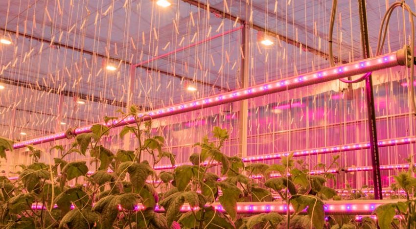 Hoeveelheid gewas van grote invloed op lichtverlies bij LED-tussenbelichting komkommer Hoeveelheid gewas van grote invloed op lichtverlies bij LED-tussenbelichting komkommer