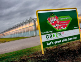 Kas van Greenco in Someren na hagelstorm weer volledig in productie