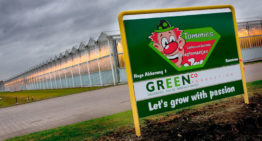 Kas van Greenco in Someren na hagelstorm weer volledig in productie