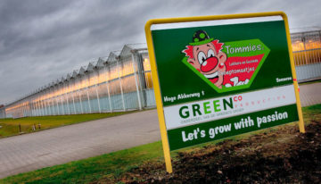 Kas van Greenco in Someren na hagelstorm weer volledig in productie