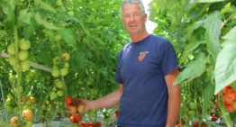 Tomatenteler verfijnt meststofgift steeds verder en houdt systeem schoon