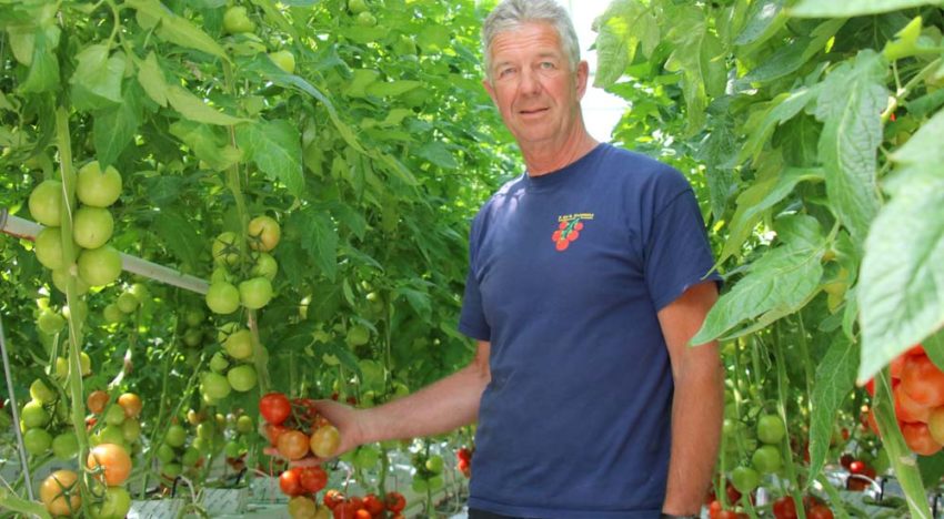 Tomatenteler verfijnt meststofgift steeds verder en houdt systeem schoon