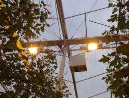 Efficiënter en nauwkeuriger sturen door meten fotosynthesesnelheid