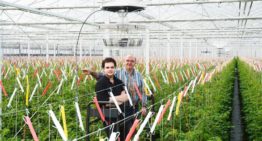 ‘Ik krijg kippenvel van zulke gelijkmatig kleurende tomaten’