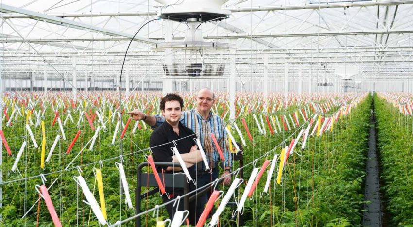 ‘Ik krijg kippenvel van zulke gelijkmatig kleurende tomaten’