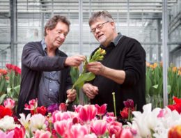 Tulpenbroeiers kunnen minder verdampen met behoud van kwaliteit