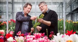 Tulpenbroeiers kunnen minder verdampen met behoud van kwaliteit