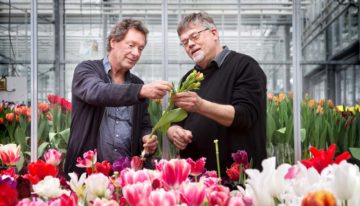 Tulpenbroeiers kunnen minder verdampen met behoud van kwaliteit