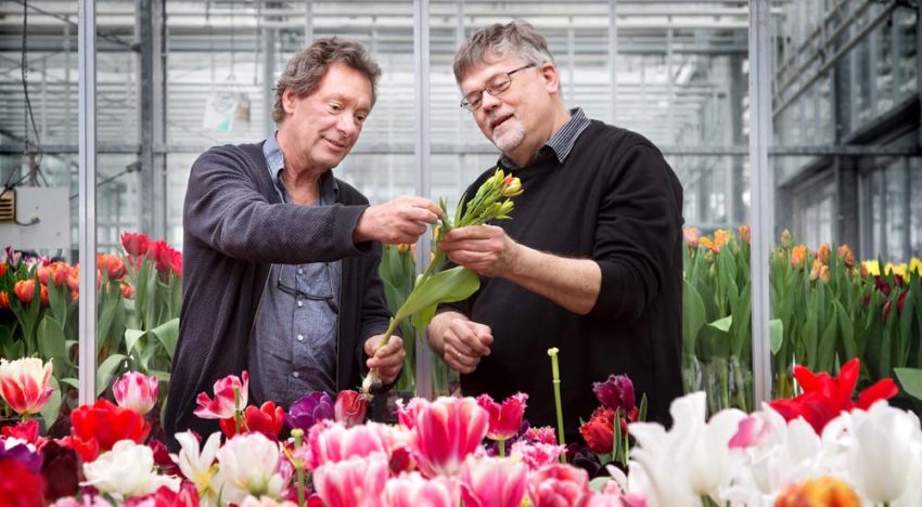 Tulpenbroeiers kunnen minder verdampen met behoud van kwaliteit