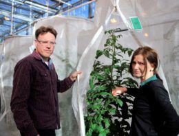 Nieuwe roofwants beperkt vestiging Nesidiocoris tenuis in tomaat