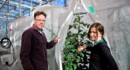 Nieuwe roofwants beperkt vestiging Nesidiocoris tenuis in tomaat
