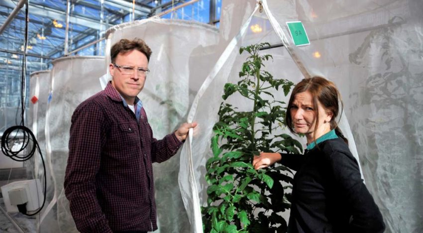 Nieuwe roofwants beperkt vestiging Nesidiocoris tenuis in tomaat