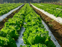 Nieuwe beurs voor vollegrondtuinbouw vervangt Tuinbouw Relatiedagen Venray